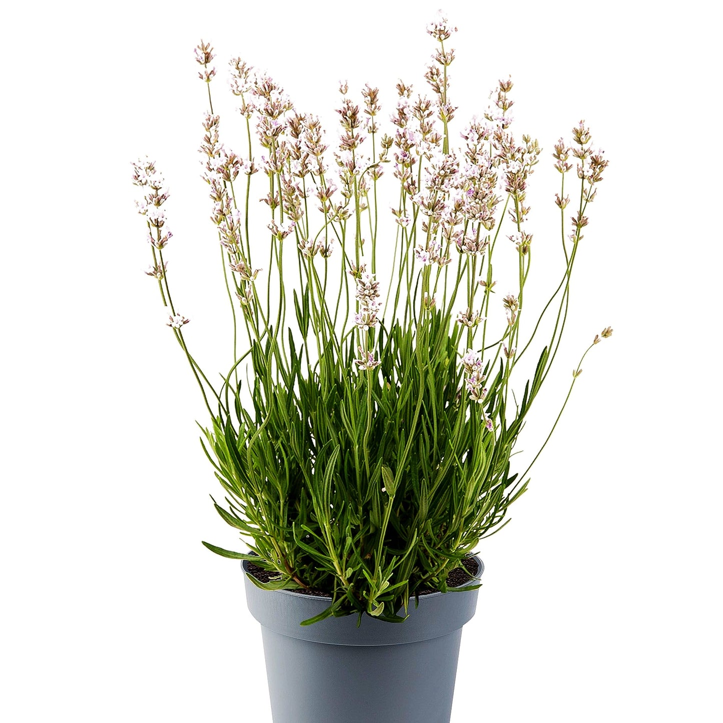 Rosablühender Lavendel 'Rosea' (Lavandula angustifolia)