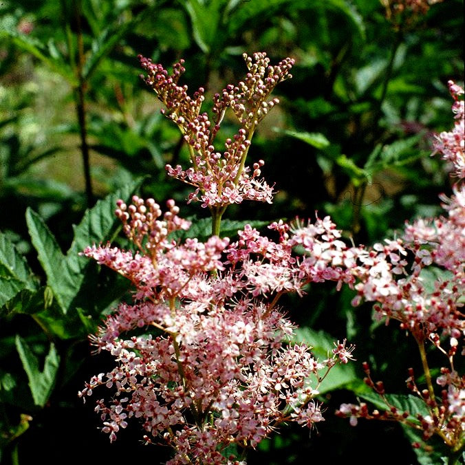 Rosablühendes Mädesüß 'Venusta' (Filipendula rubra)