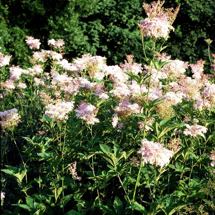 Rosablühendes Mädesüß 'Venusta' (Filipendula rubra)
