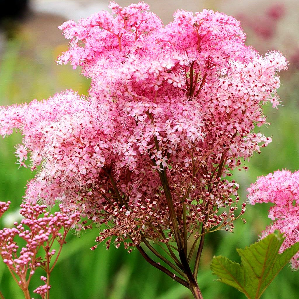 Rosablühendes Mädesüß 'Venusta' (Filipendula rubra)