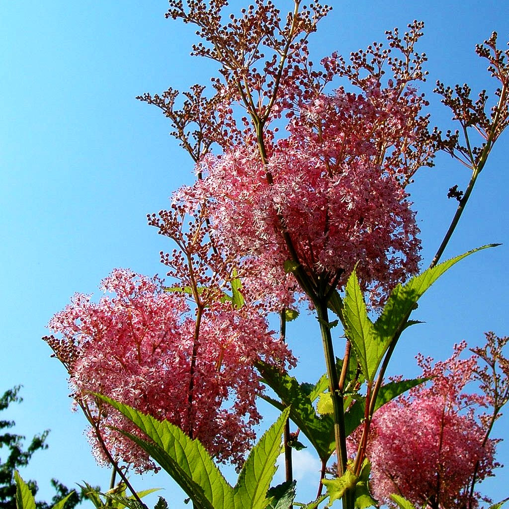 Rosablühendes Mädesüß 'Venusta' (Filipendula rubra)