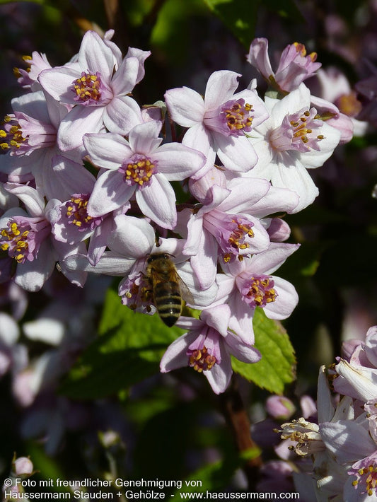Rosen-Deutzie 'Mont Rose' (Deutzia x hybrida)