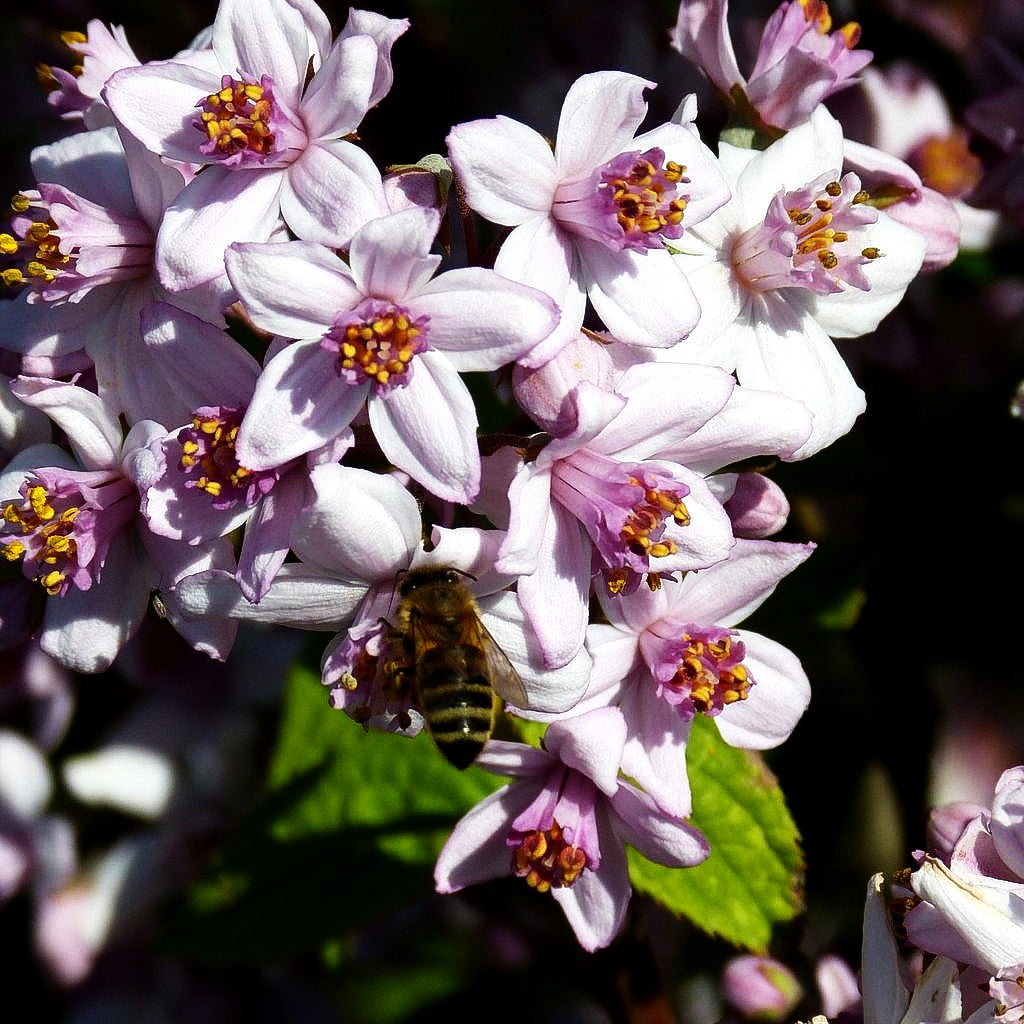 Rosen-Deutzie 'Mont Rose' (Deutzia x hybrida)