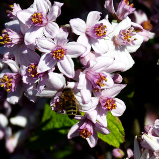 Rosen-Deutzie 'Mont Rose' (Deutzia x hybrida)