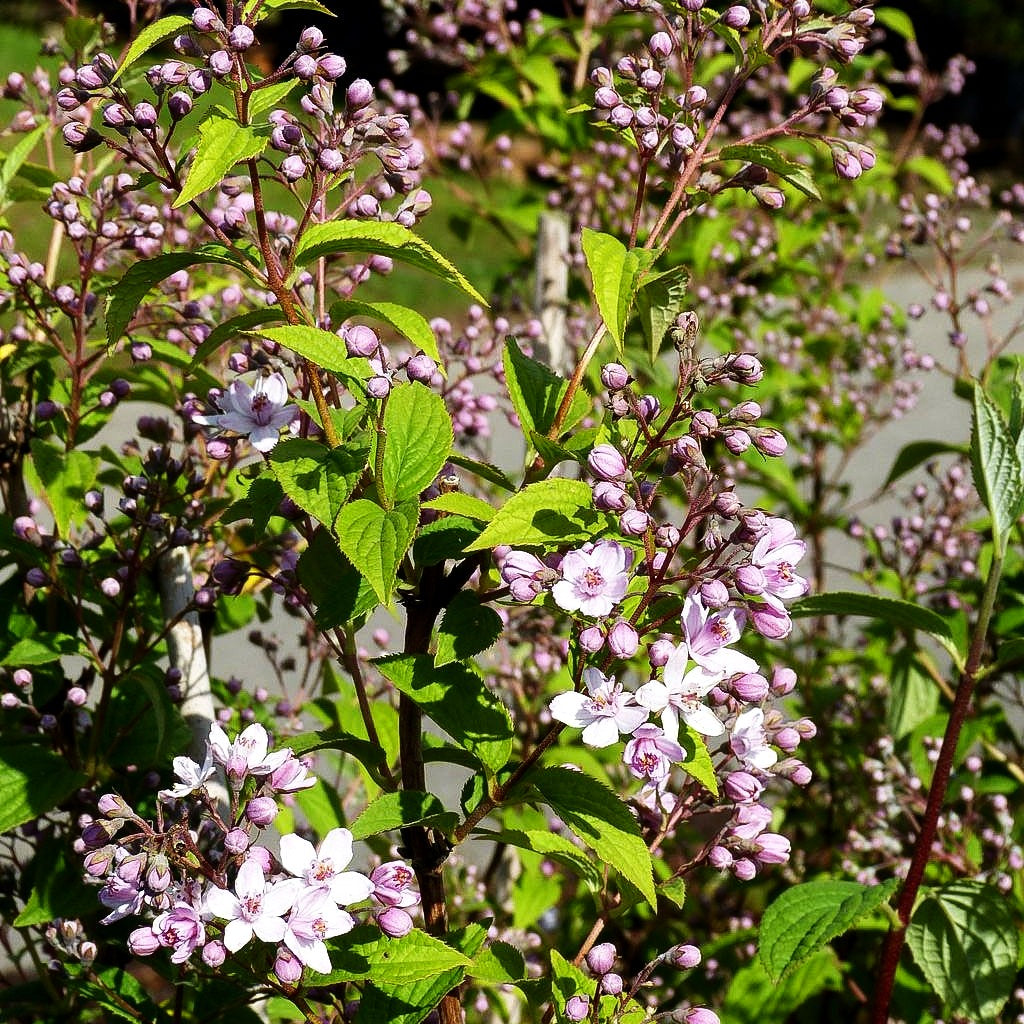 Rosen-Deutzie 'Mont Rose' (Deutzia x hybrida)