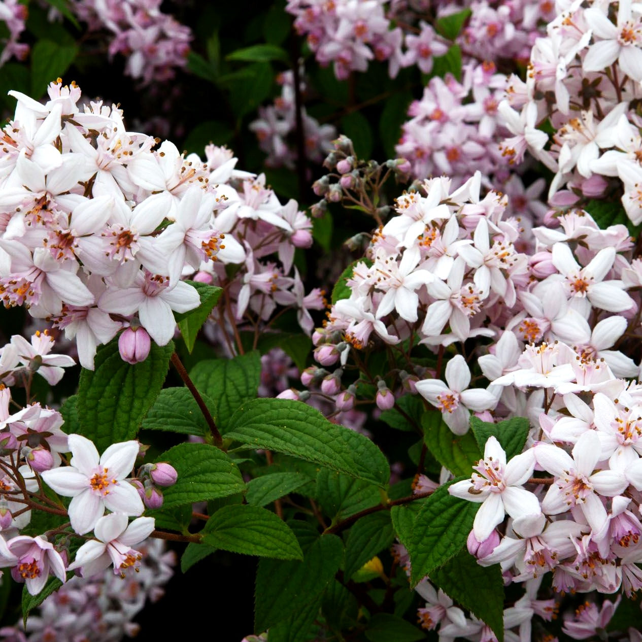 Rosen-Deutzie 'Mont Rose' (Deutzia x hybrida)