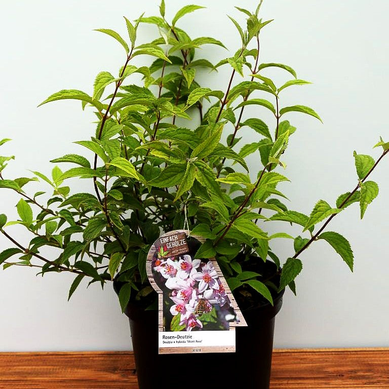 Rosen-Deutzie 'Mont Rose' (Deutzia x hybrida)
