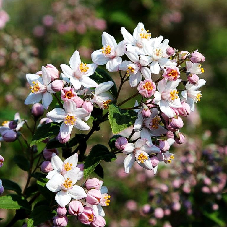 Rosen-Deutzie 'Mont Rose' (Deutzia x hybrida)