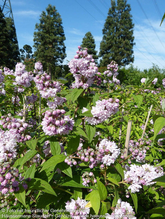 Rosen-Deutzie 'Pink Pom-Pom' (Deutzia x hybrida)