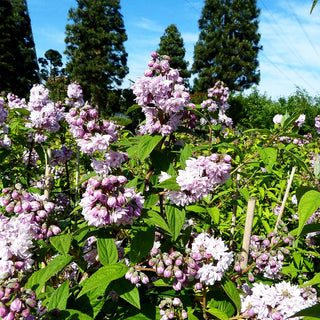 Rosen-Deutzie 'Pink Pom-Pom' (Deutzia x hybrida)