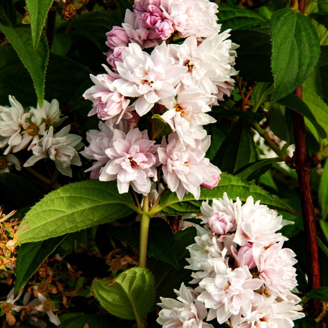 Rosen-Deutzie 'Pink Pom-Pom' (Deutzia x hybrida)
