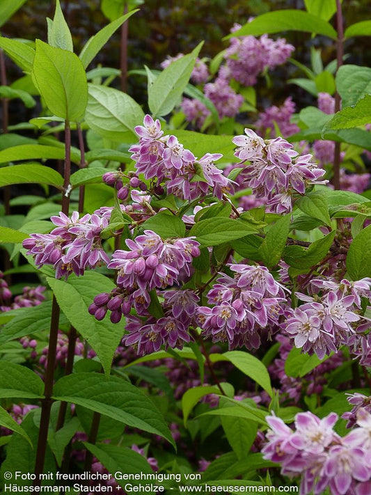 Rosen-Deutzie 'Strawberry Fields' (Deutzia x hybrida)