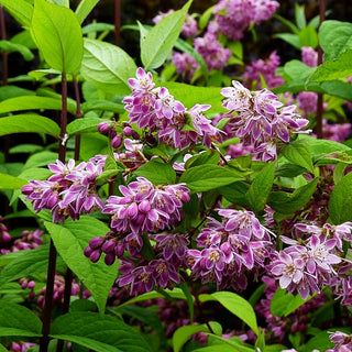 Rosen-Deutzie 'Strawberry Fields' (Deutzia x hybrida)