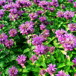 Rosen-Monarde, Rosen-Melisse (Monarda x fistulosa)