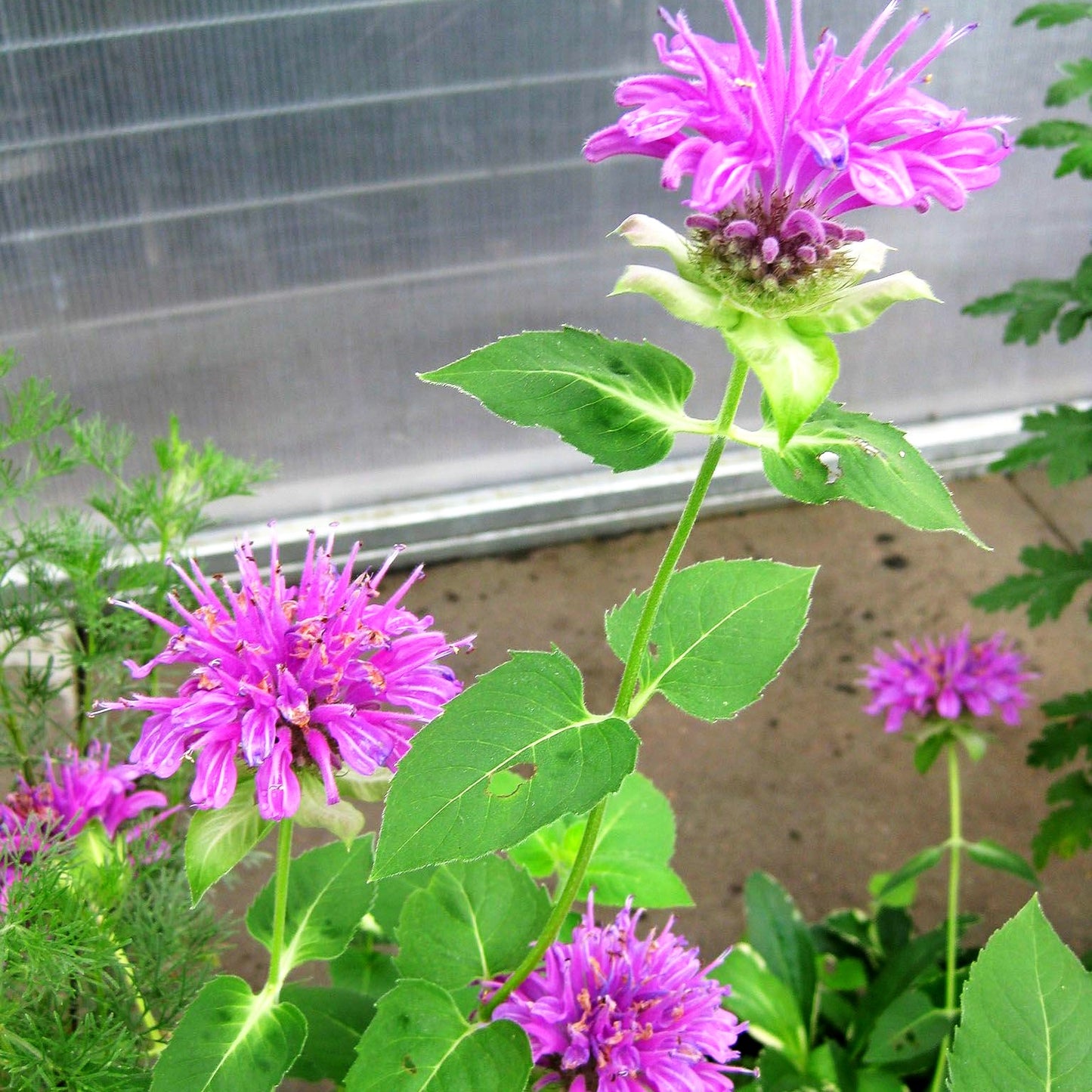 Rosen-Monarde, Rosen-Melisse (Monarda x fistulosa)