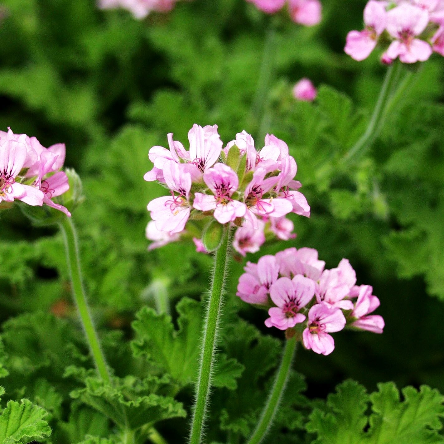 Rosen-Pelargonie (Pelargonium graveolens)