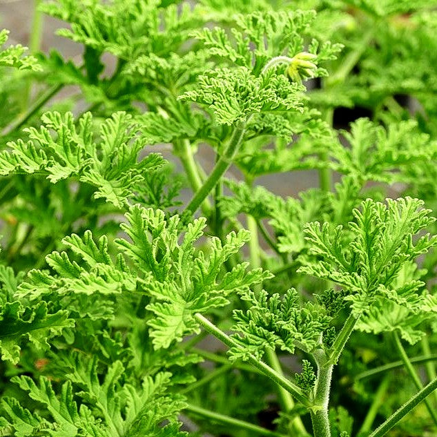 Rosen-Pelargonie (Pelargonium graveolens)