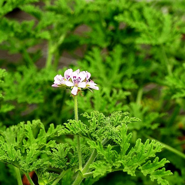 Rosen-Pelargonie (Pelargonium graveolens)