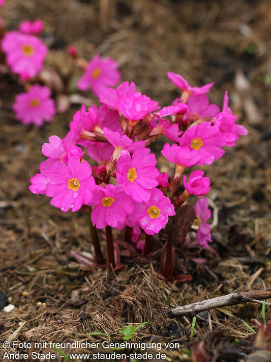 Rosen-Primel 'Gigas' (Primula rosea)