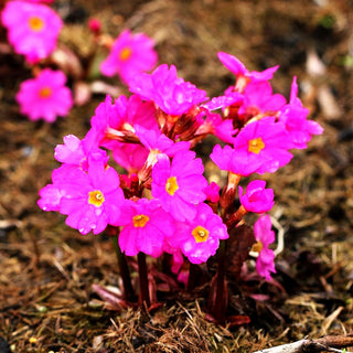 Rosen-Primel 'Gigas' (Primula rosea)