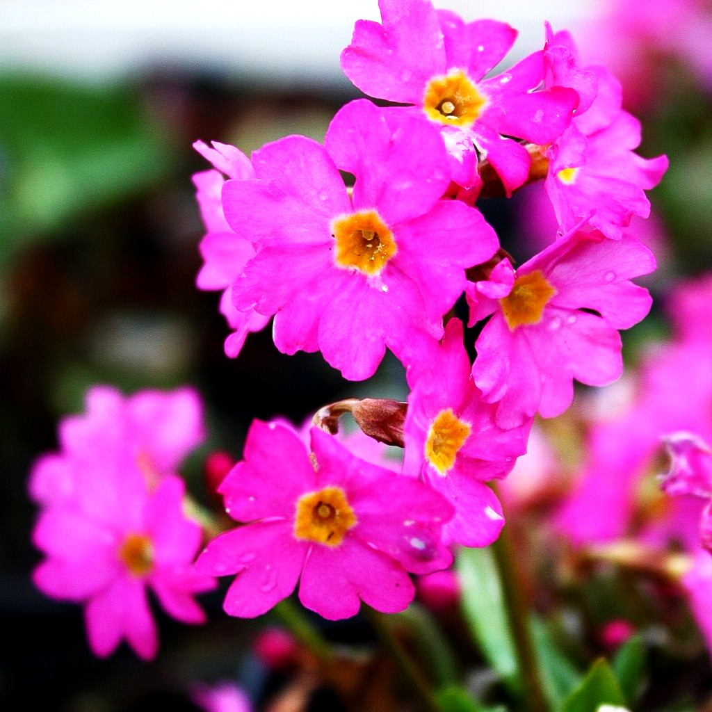 Rosen-Primel 'Gigas' (Primula rosea)