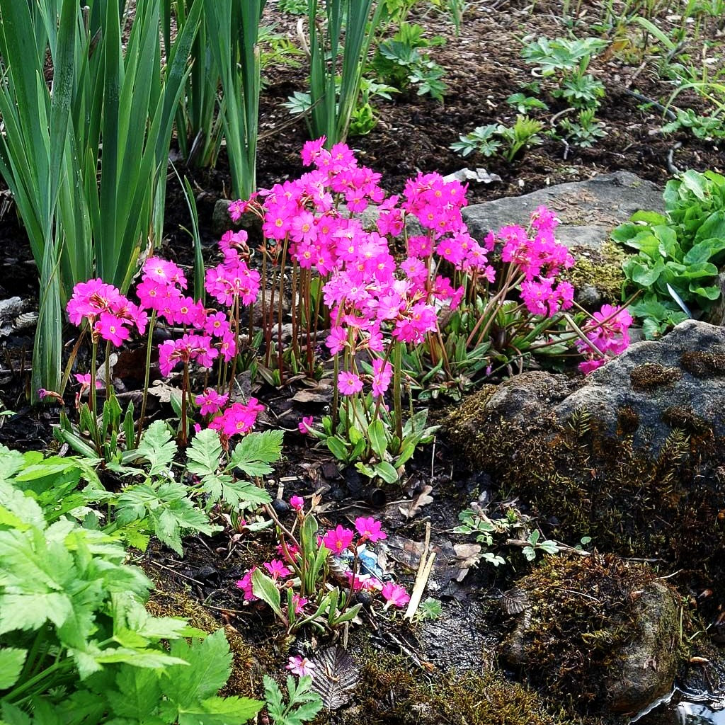 Rosen-Primel 'Gigas' (Primula rosea)