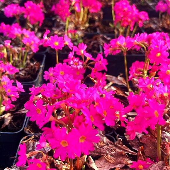 Rosen-Primel 'Gigas' (Primula rosea)