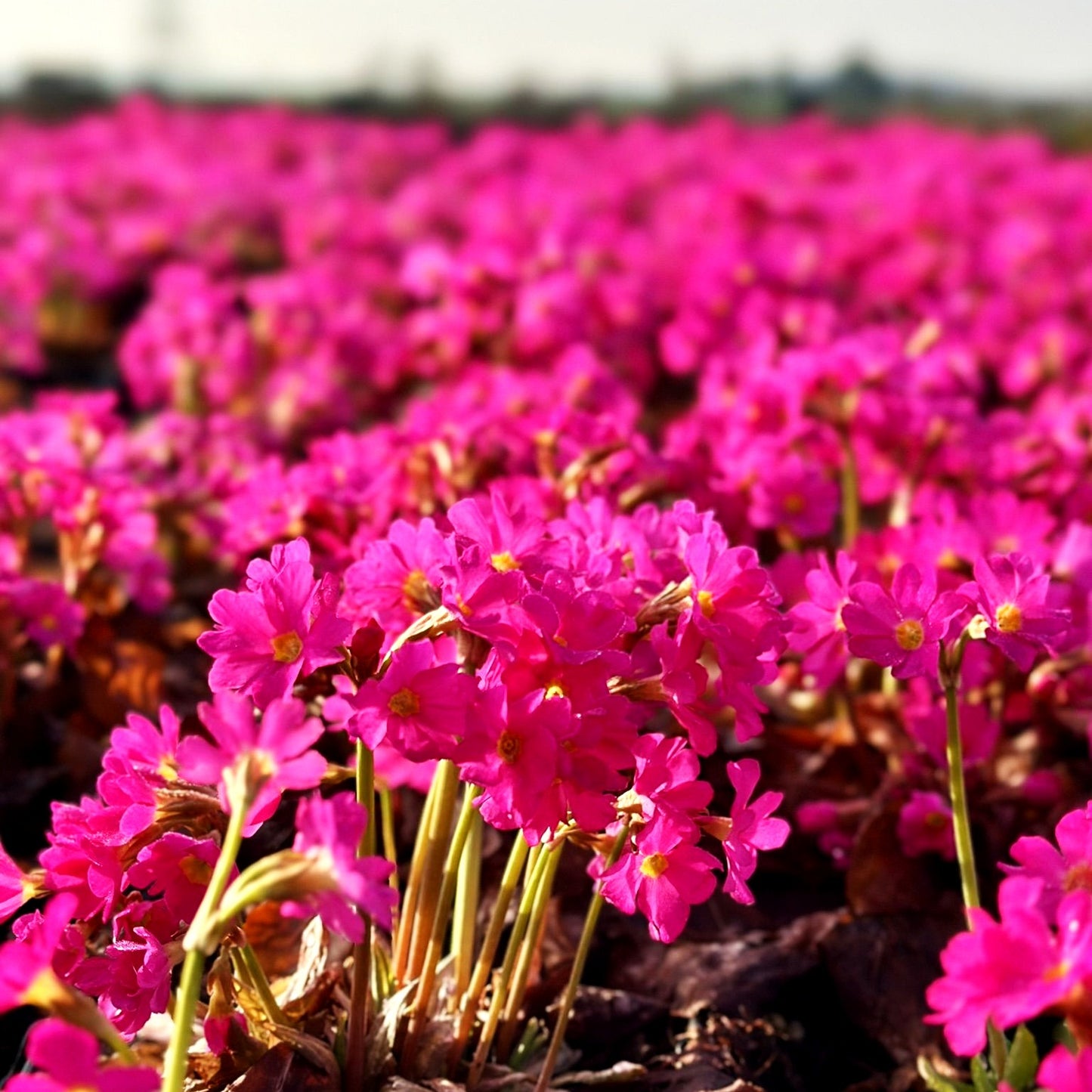Rosen-Primel 'Gigas' (Primula rosea)