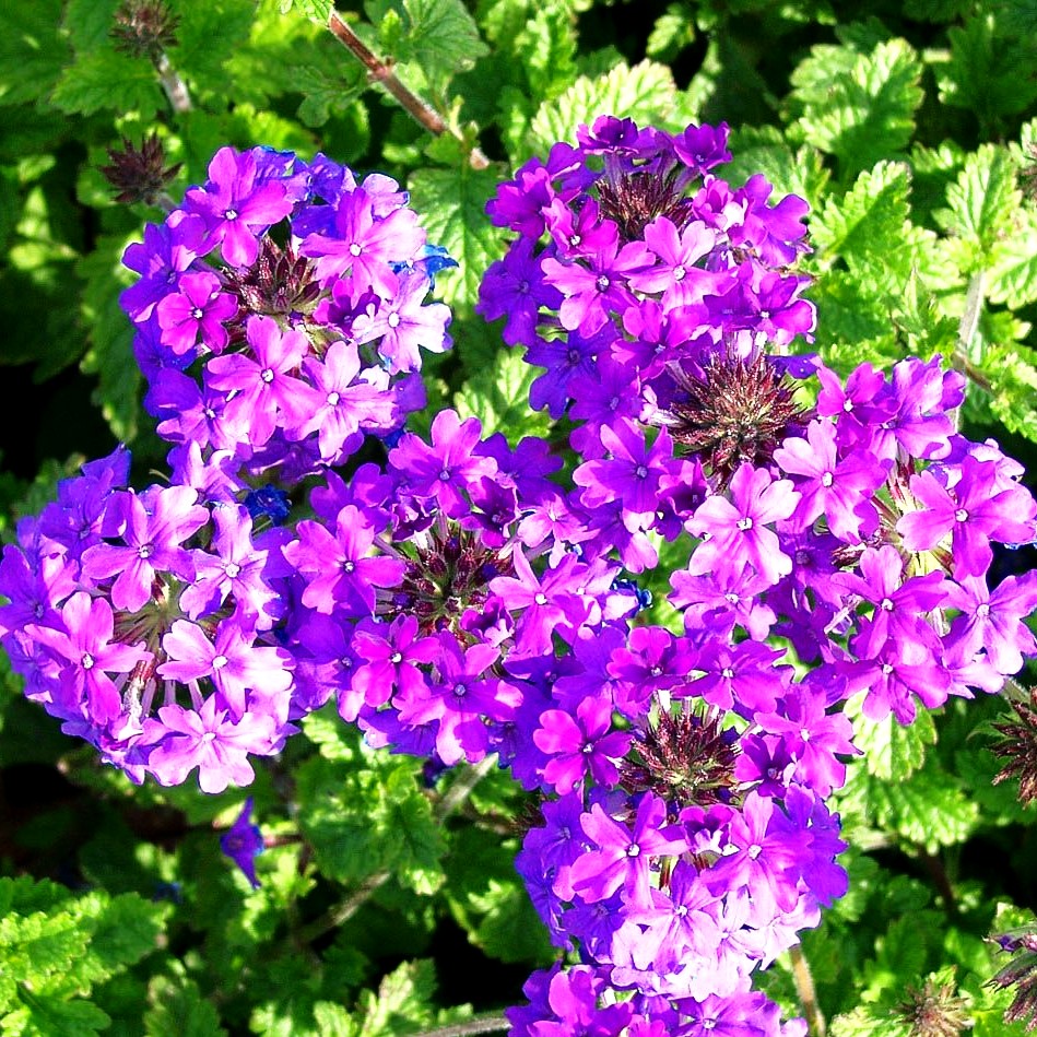 Rosen-Verbene 'Homestead Purple' (Verbena canadensis)