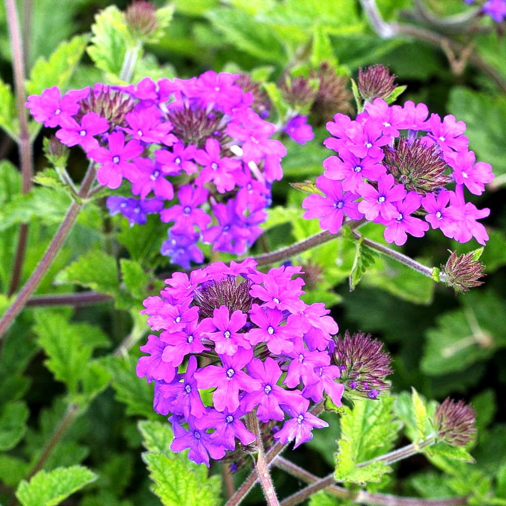 Rosen-Verbene 'Homestead Purple' (Verbena canadensis)