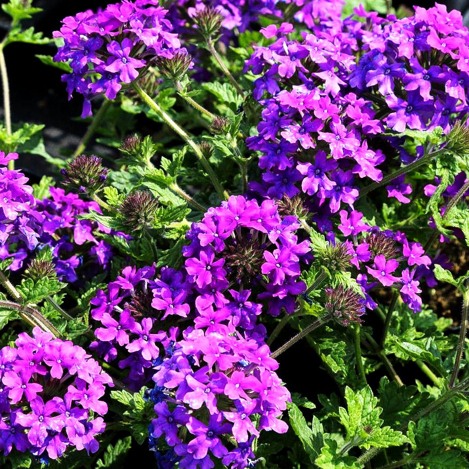 Rosen-Verbene 'Homestead Purple' (Verbena canadensis)