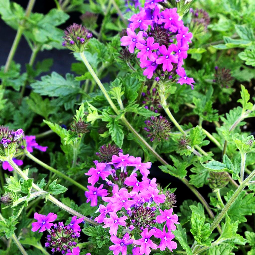 Rosen-Verbene 'Homestead Purple' (Verbena canadensis)