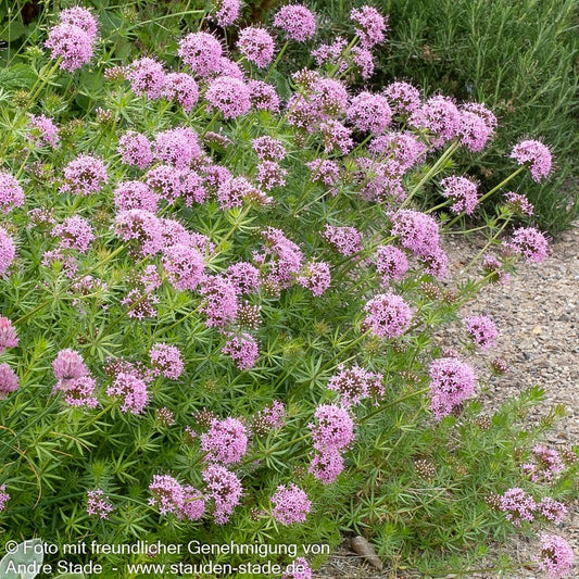 Rosen-Waldmeister (Phuopsis stylosa)