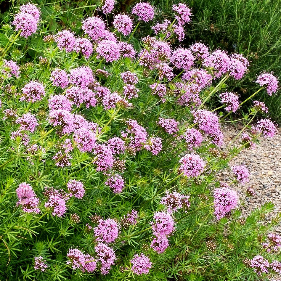 Rosen-Waldmeister (Phuopsis stylosa)