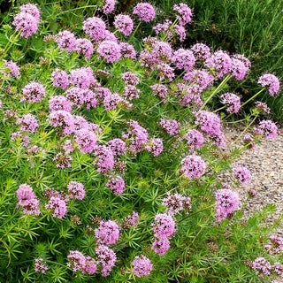 Rosen-Waldmeister (Phuopsis stylosa)