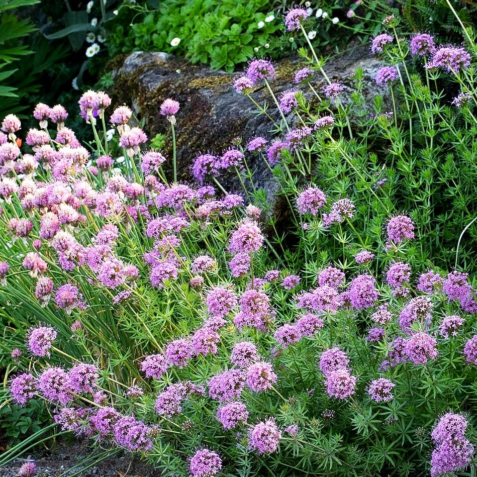 Rosen-Waldmeister (Phuopsis stylosa)