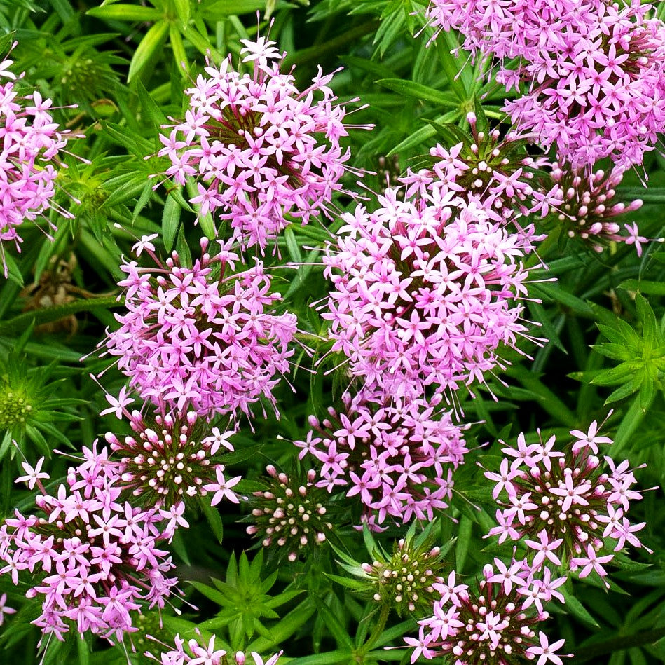 Rosen-Waldmeister (Phuopsis stylosa)