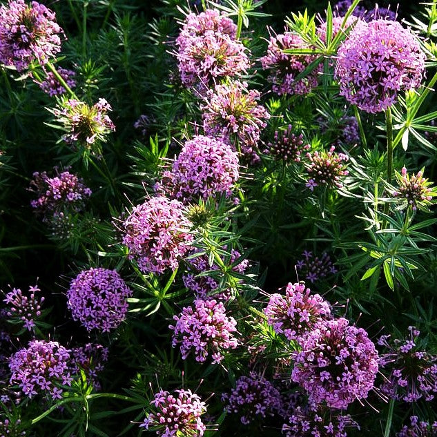 Rosen-Waldmeister (Phuopsis stylosa)