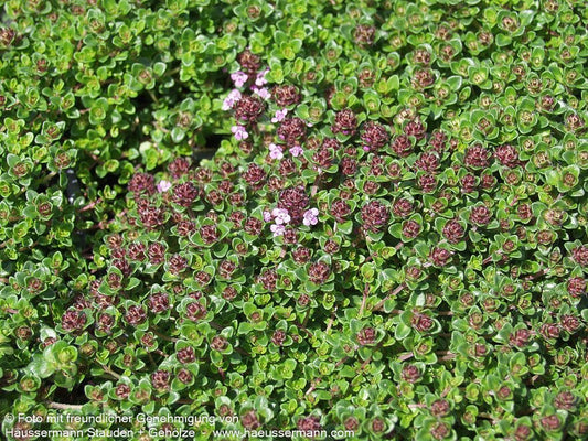 Rosenduft-Thymian 'Caborn Wine and Roses' (Thymus vulgaris)