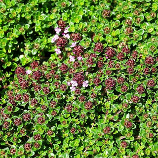 Rosenduft-Thymian 'Caborn Wine and Roses' (Thymus vulgaris)
