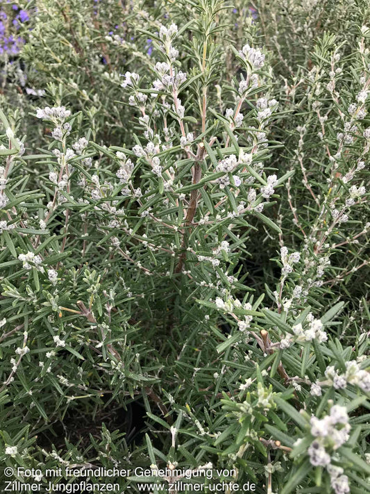 Rosmarin 'Arp' (Rosmarinus officinalis)