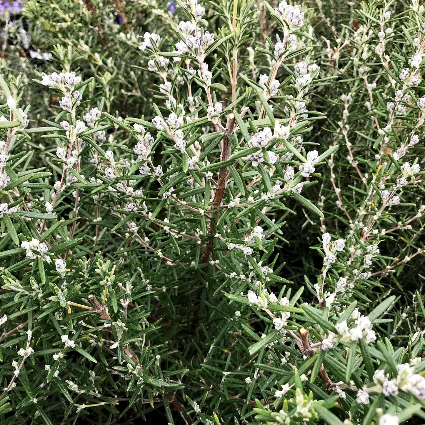 Rosmarin 'Arp' (Rosmarinus officinalis)