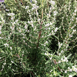 Rosmarin 'Arp' (Rosmarinus officinalis)