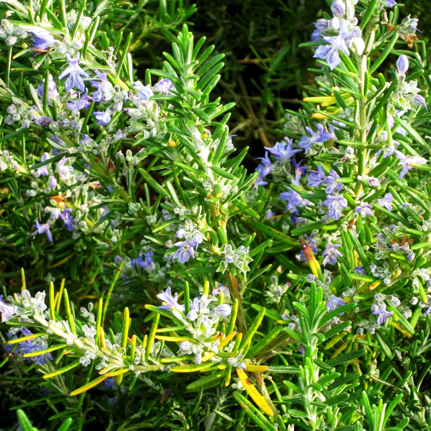 Rosmarin 'Arp' (Rosmarinus officinalis)