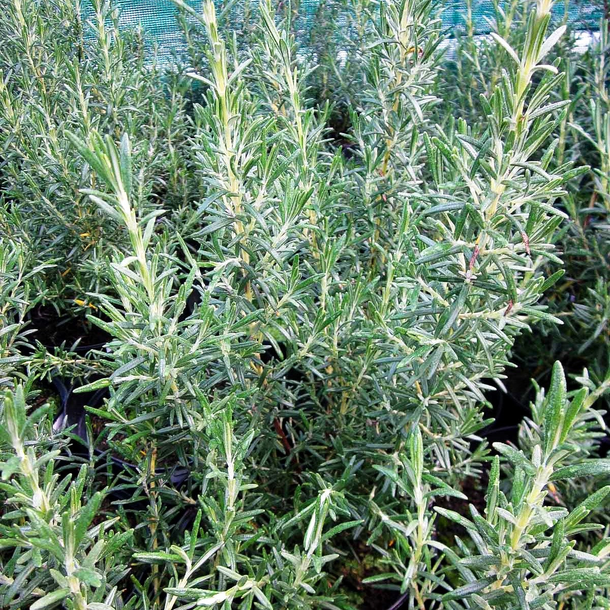 Rosmarin 'Arp' (Rosmarinus officinalis)