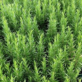 Rosmarin 'Barbecue' (Rosmarinus officinalis)