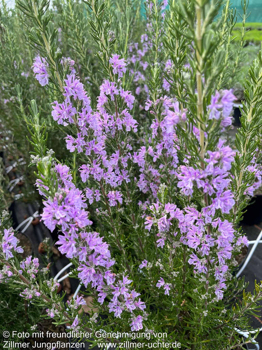 Rosmarin 'Majorcan Pink' (Rosmarinus officinalis)