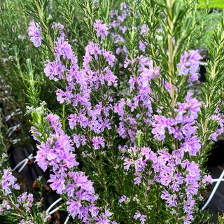 Rosmarin 'Majorcan Pink' (Rosmarinus officinalis)