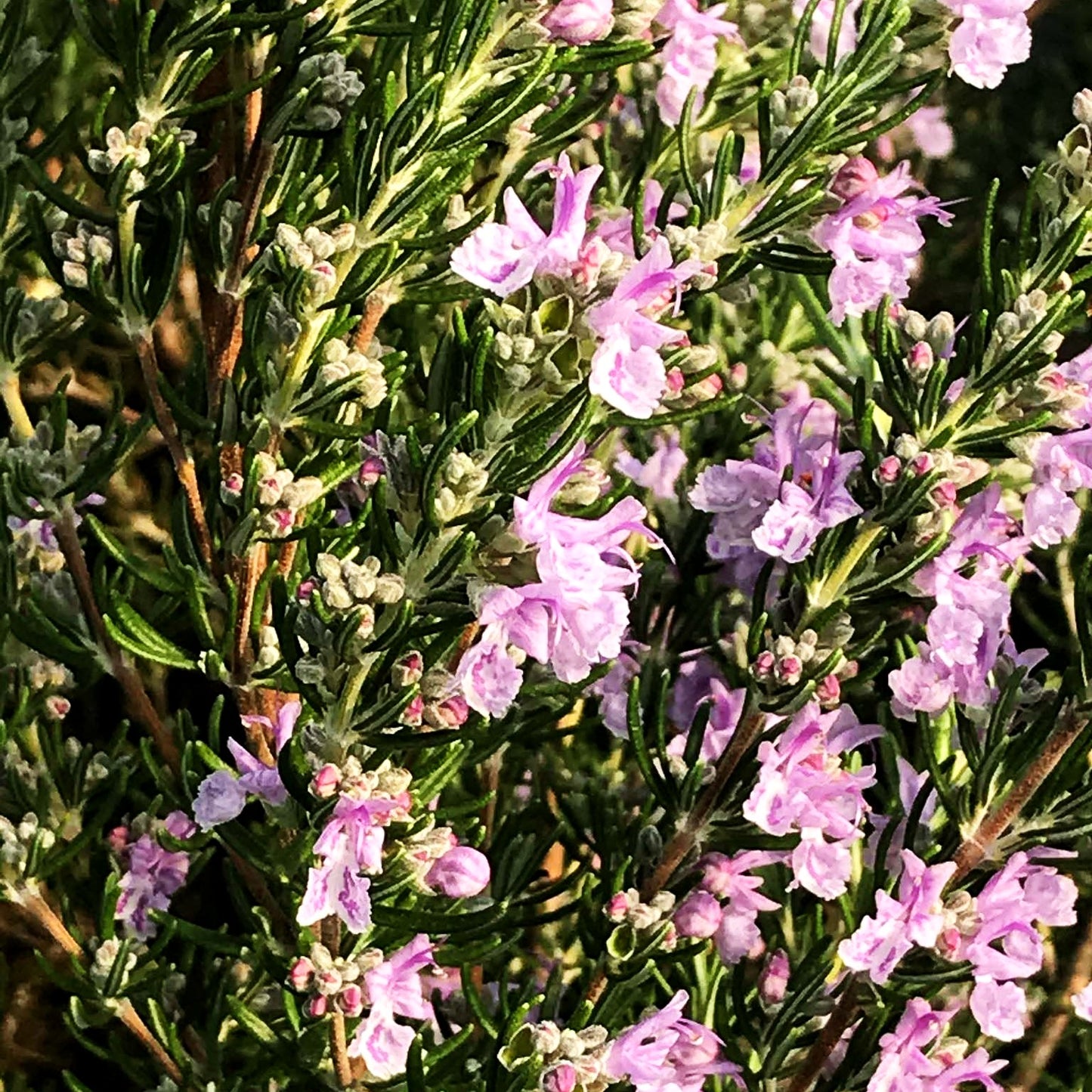 Rosmarin 'Majorcan Pink' (Rosmarinus officinalis)