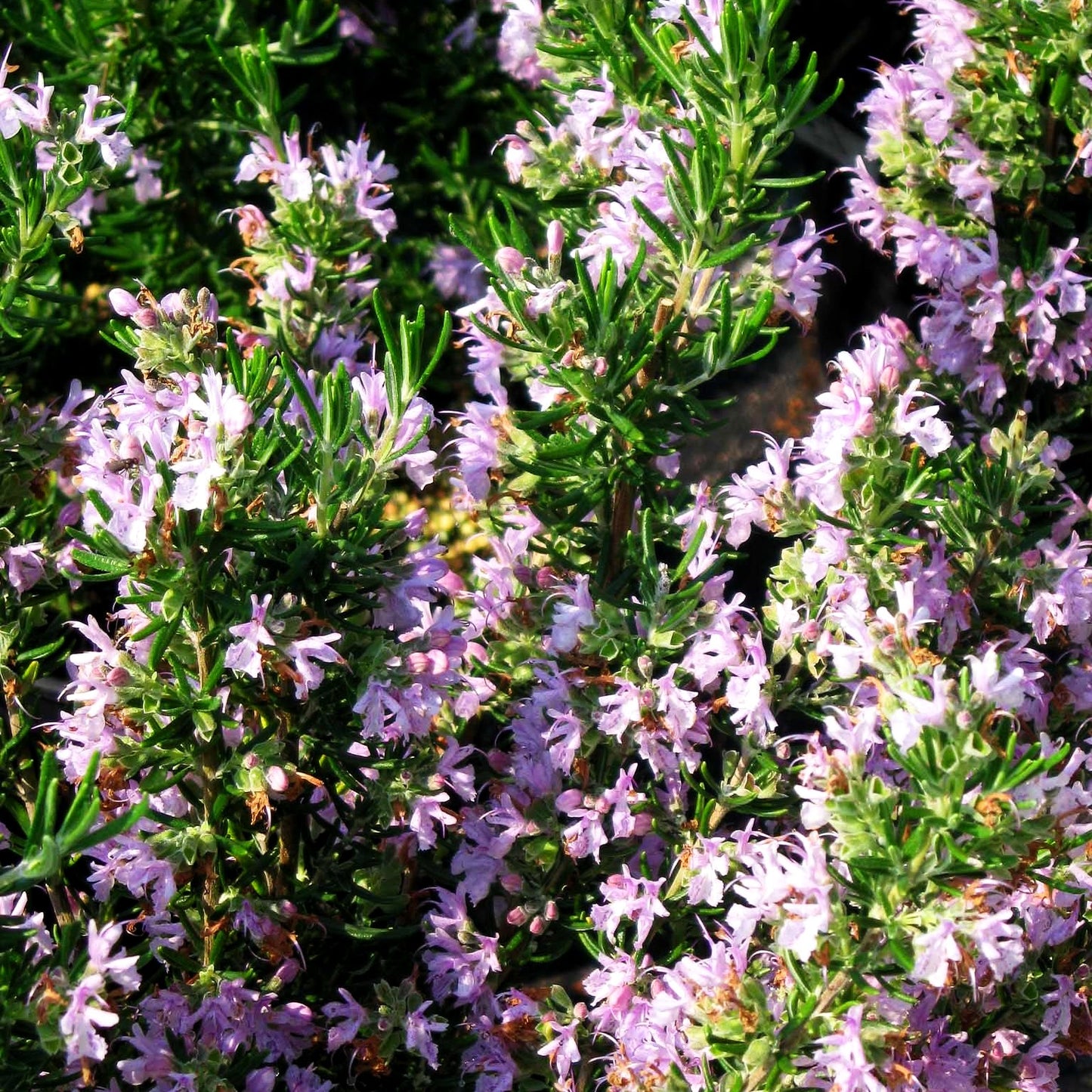 Rosmarin 'Majorcan Pink' (Rosmarinus officinalis)